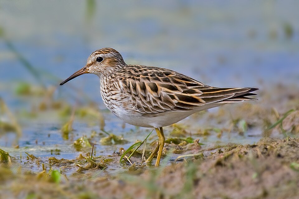 Pectoral Sandpiper