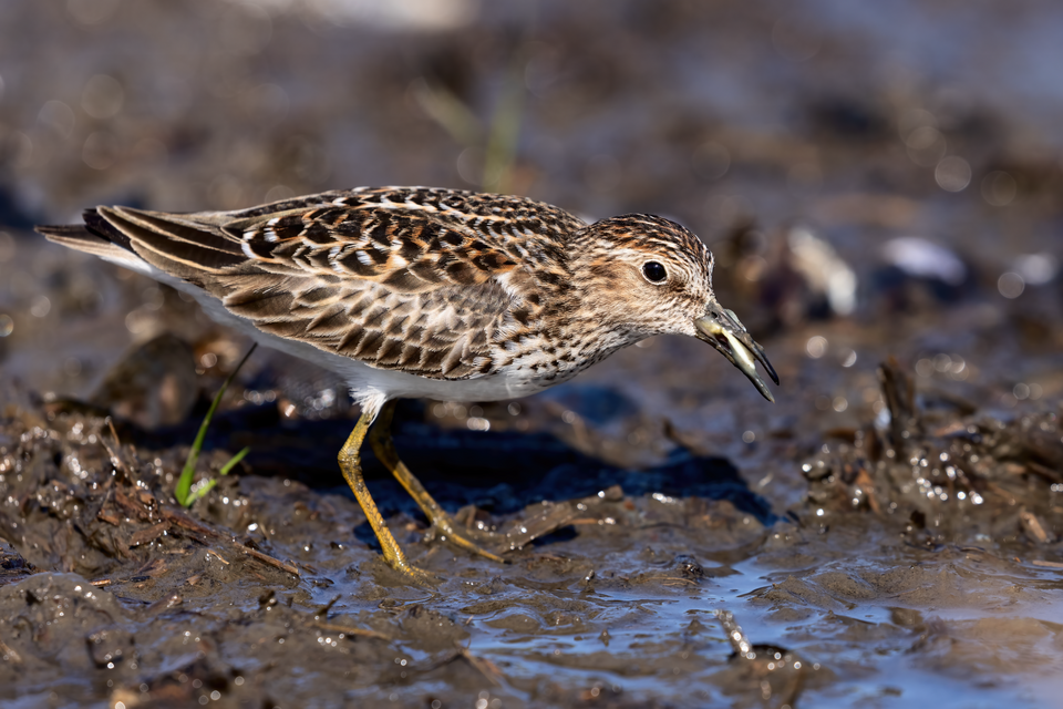 Least Sandpiper