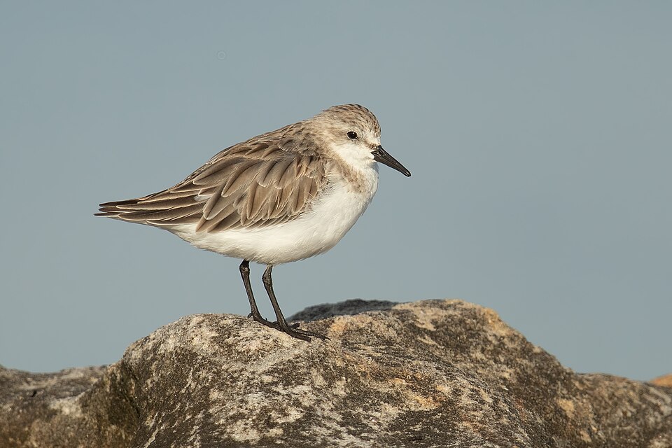 Red-necked Stint