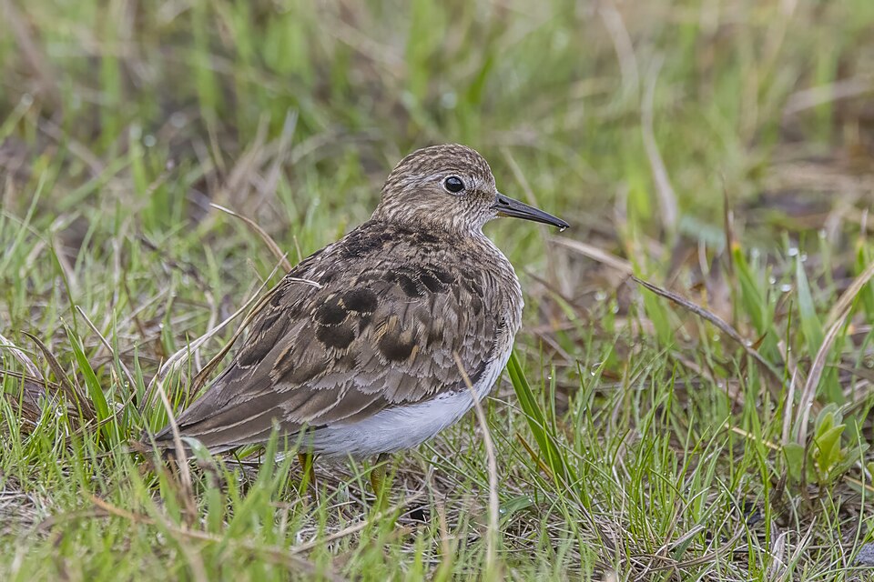 Temminck's Stint