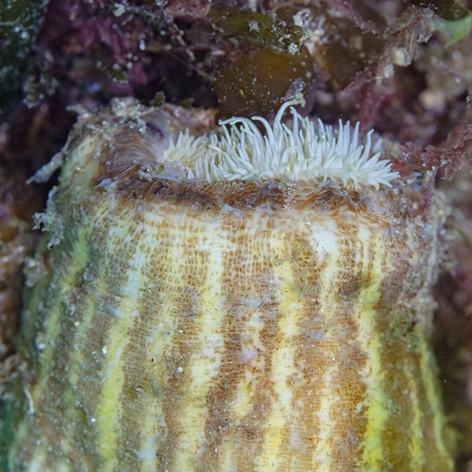Parasitic Anemone