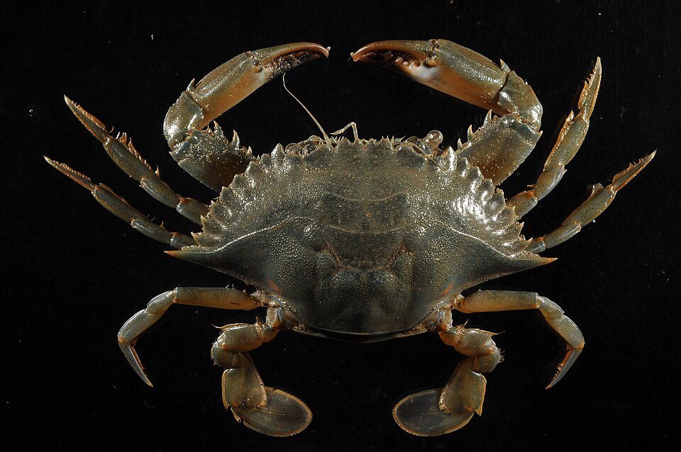 Blunttooth swimcrab