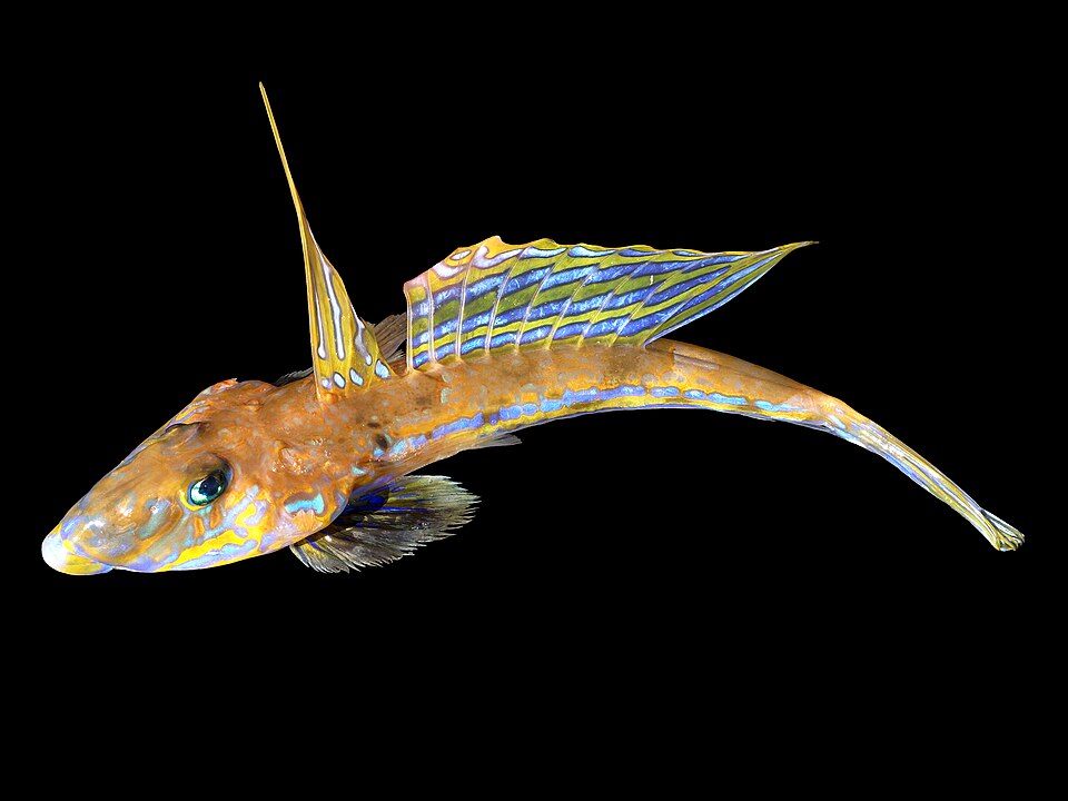 Dragonet