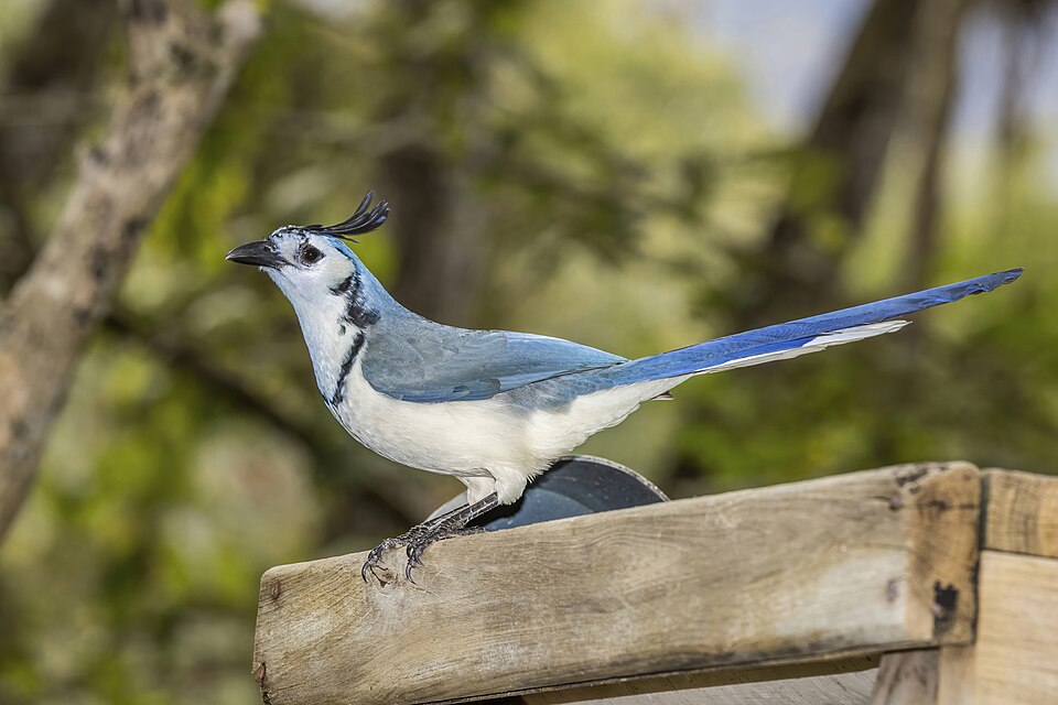 White-throated Magpie-Jay