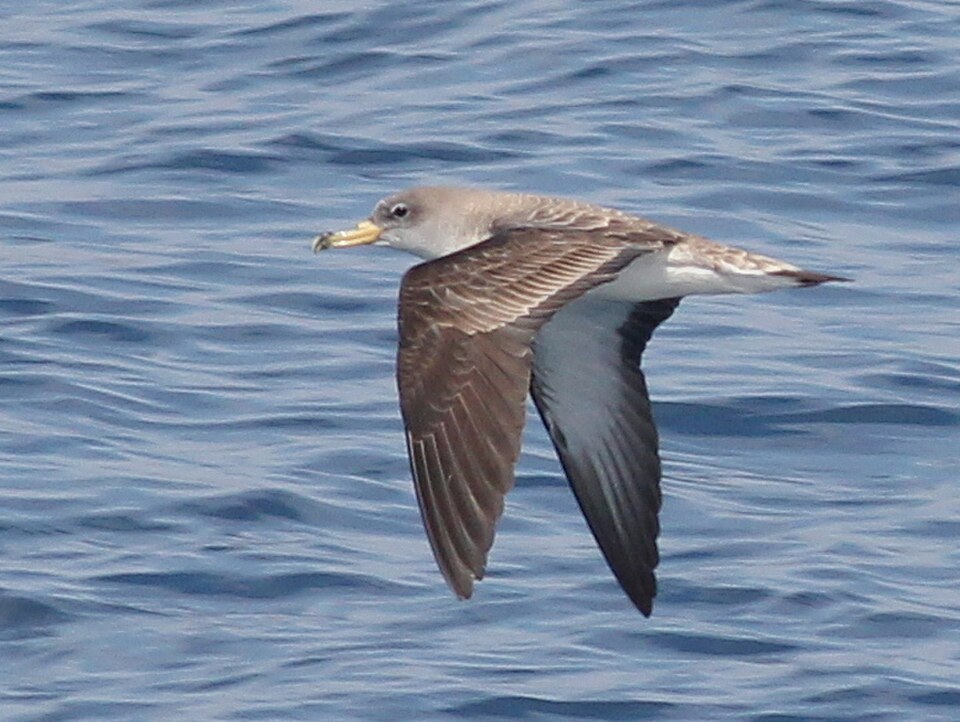 Cory's Shearwater