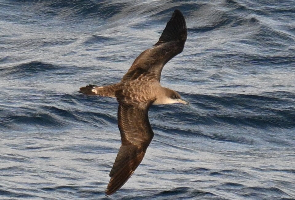 Cape Verde Shearwater