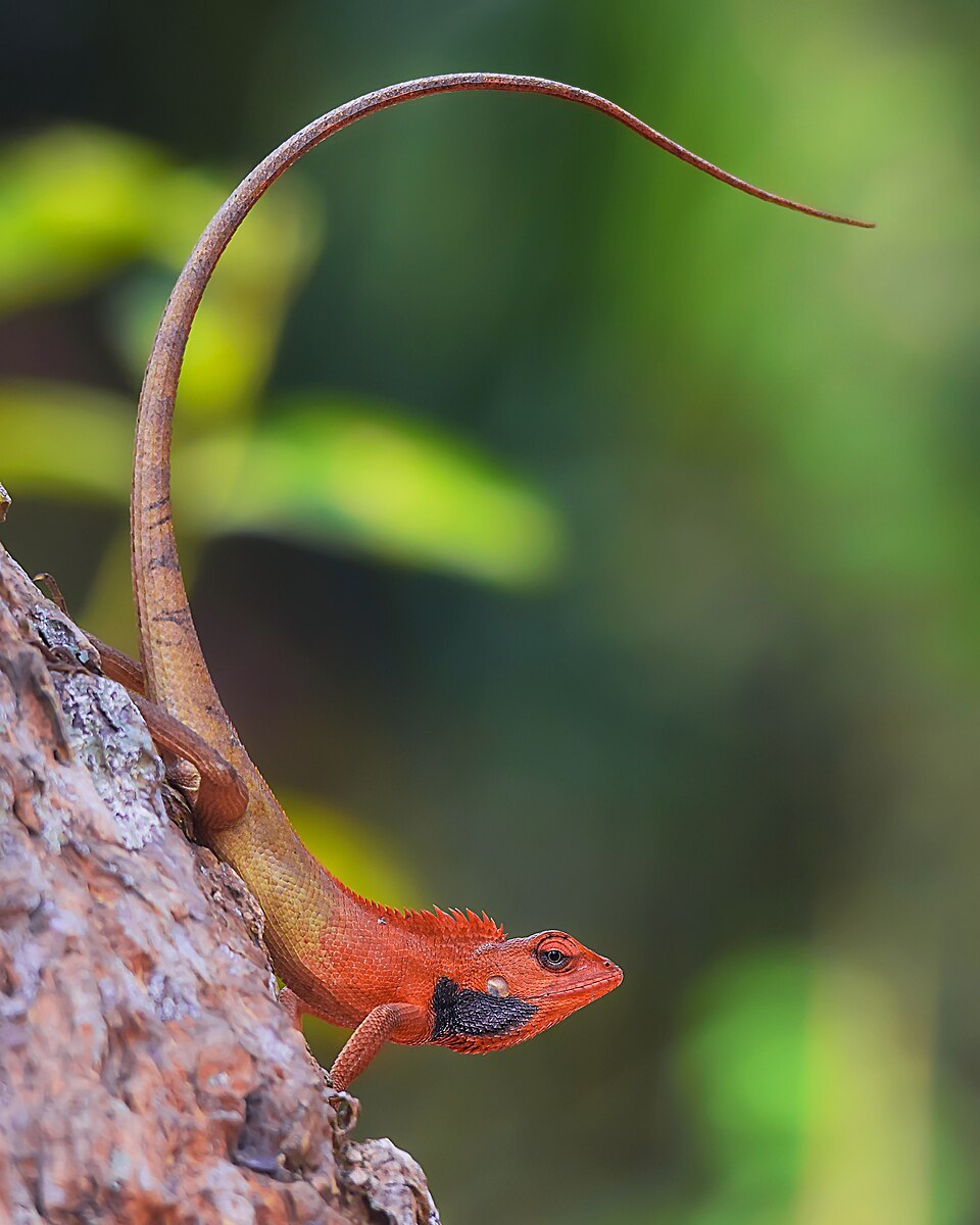 Variable agama