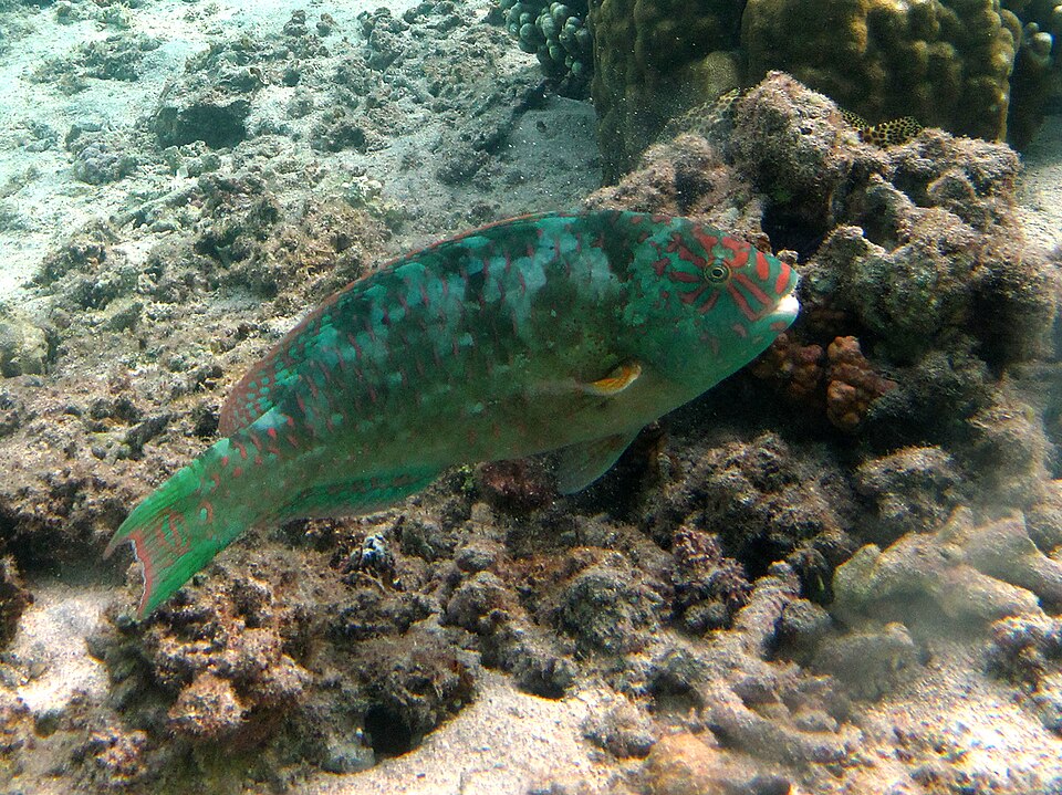 Stareye Parrotfish