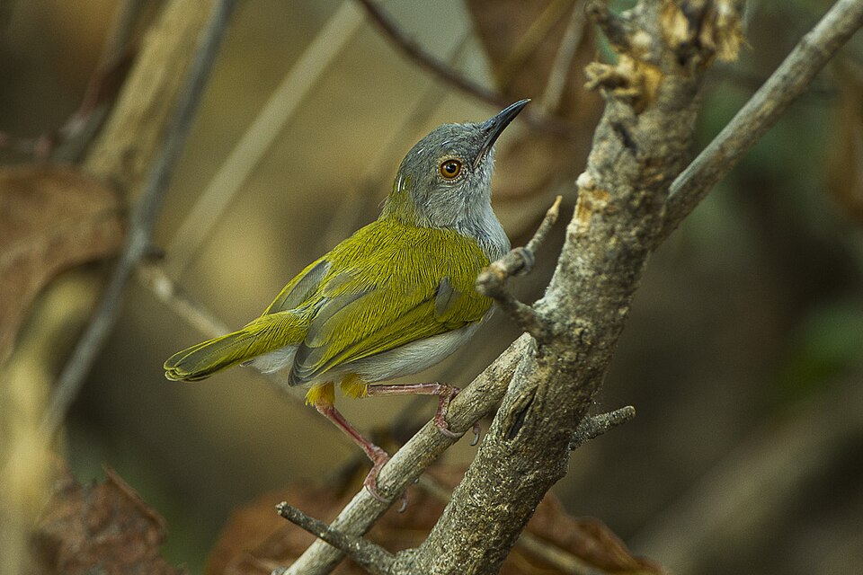 Green-backed Camaroptera