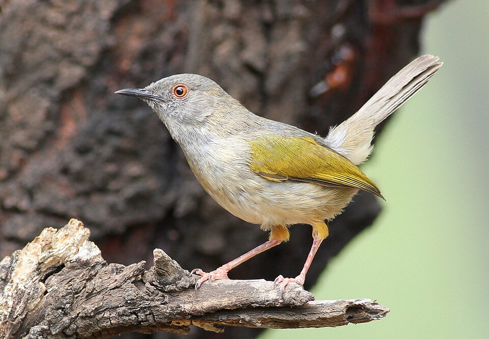 Grey-backed Camaroptera
