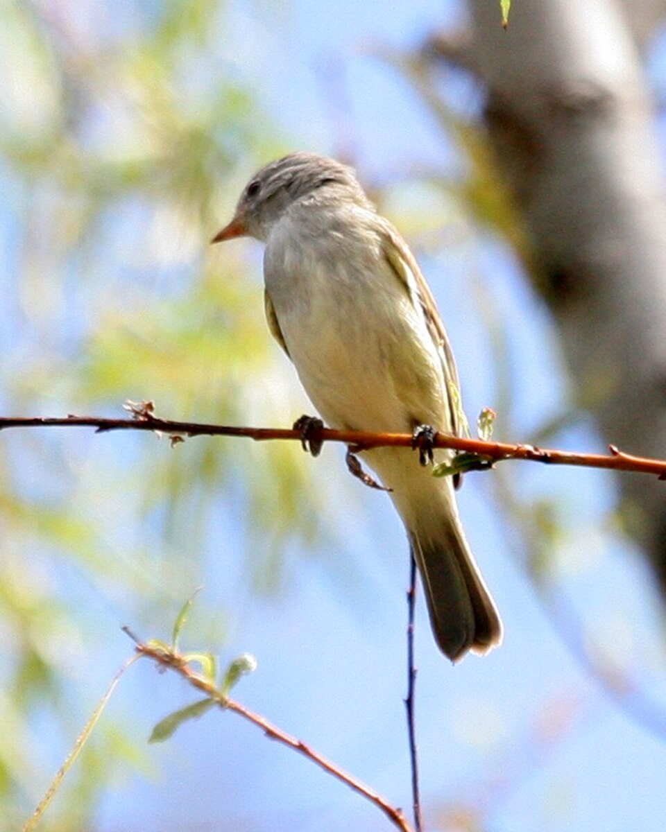 Southern Beardless-Tyrannulet