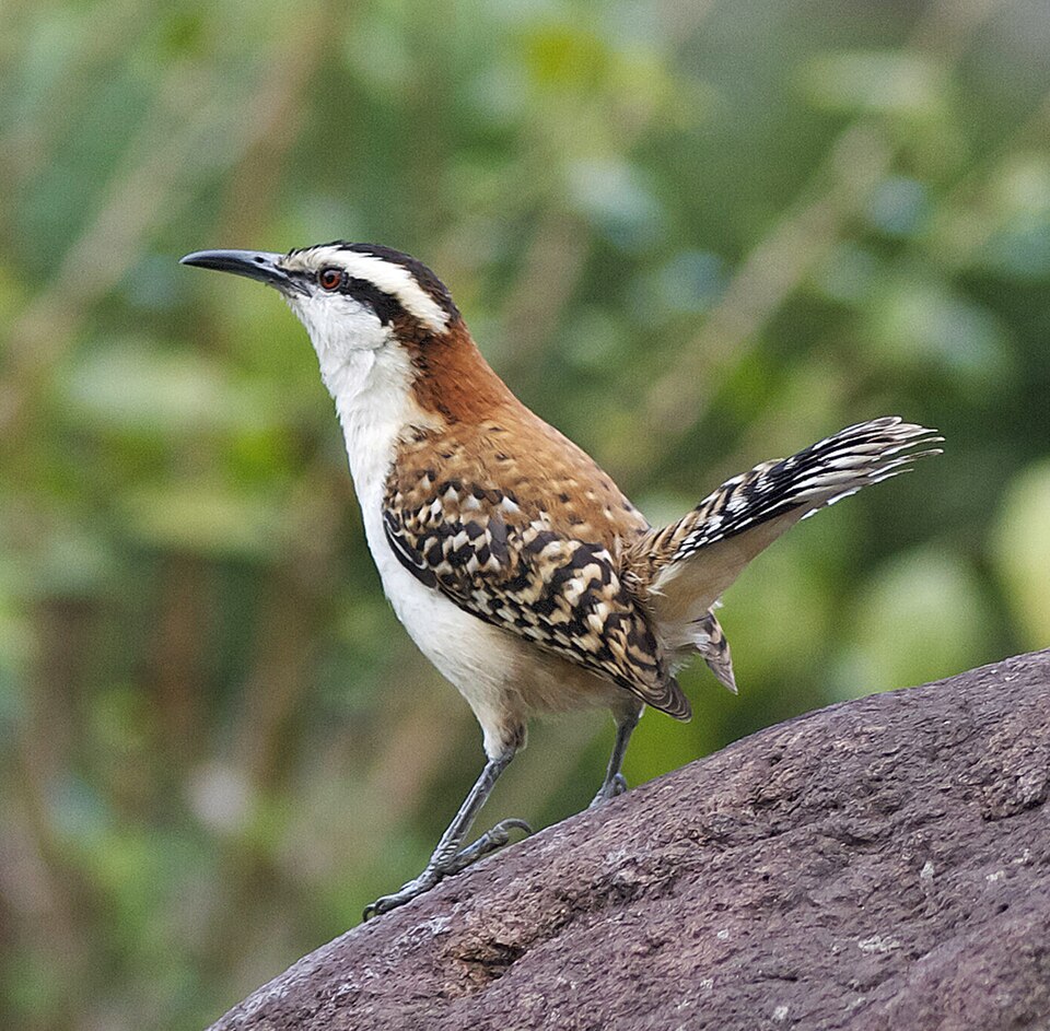 Rufous-backed Wren