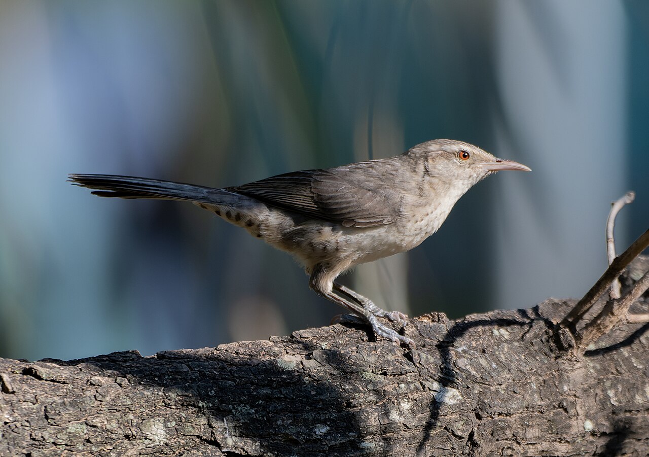 Thrush-like Wren