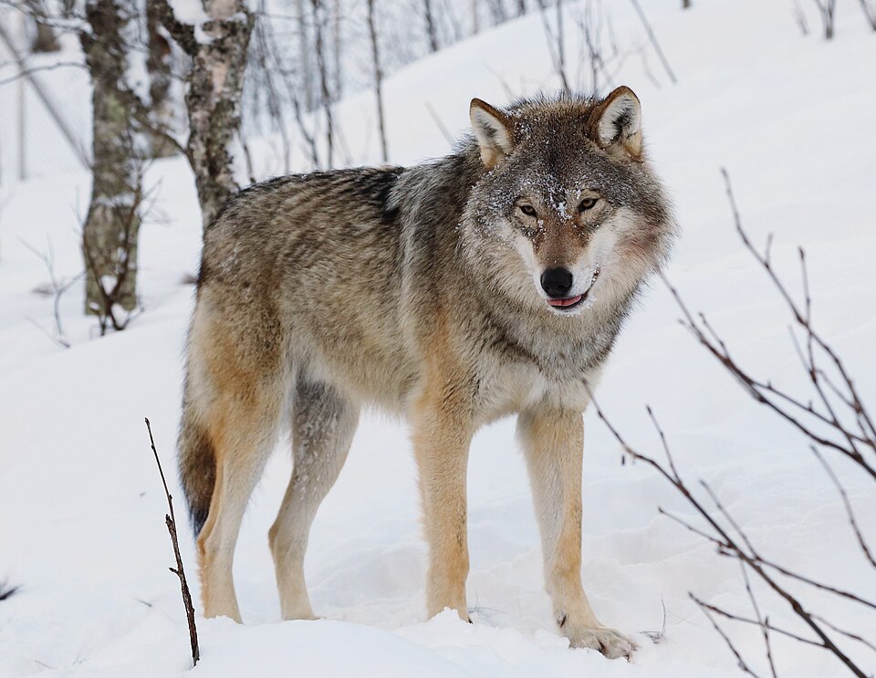 gray wolf