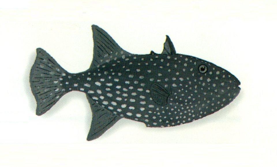 Spotted Triggerfish