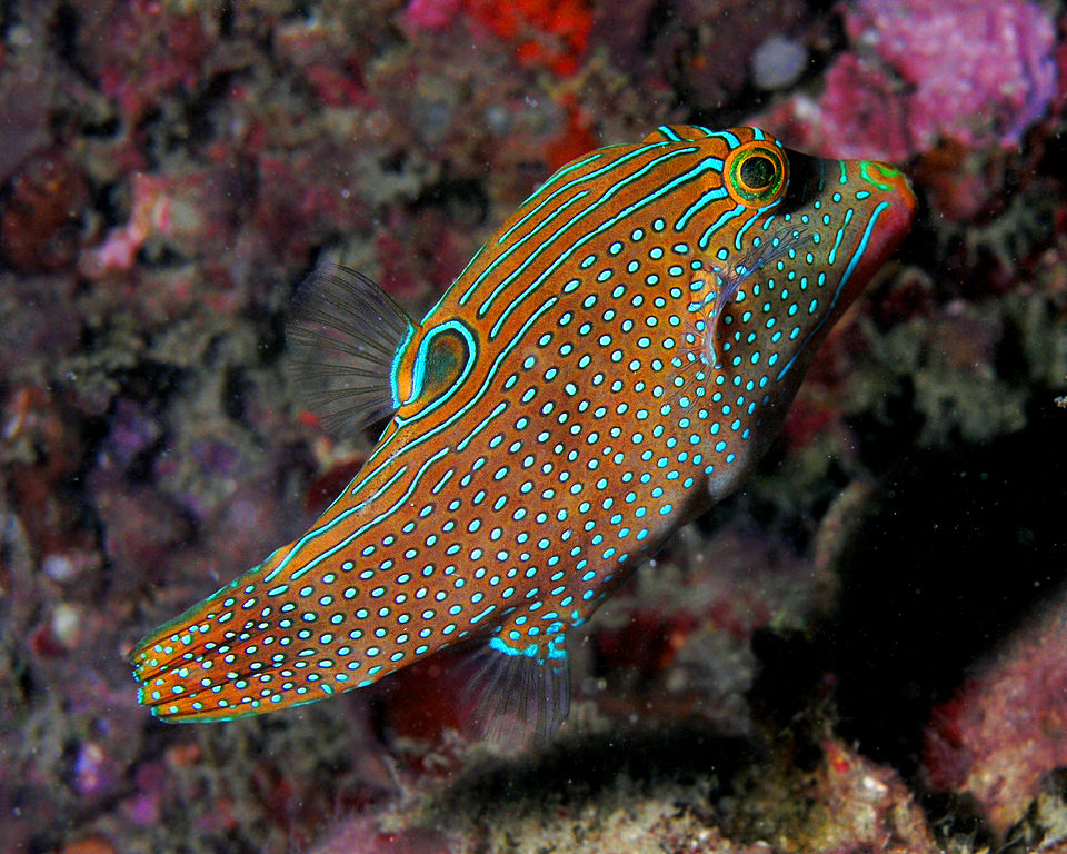 Spotted Toby, Spotted sharpnose