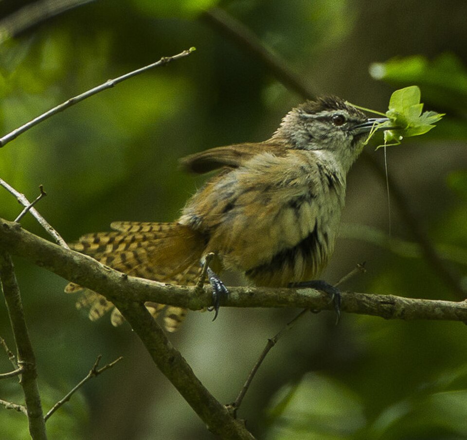 Cabanis's Wren
