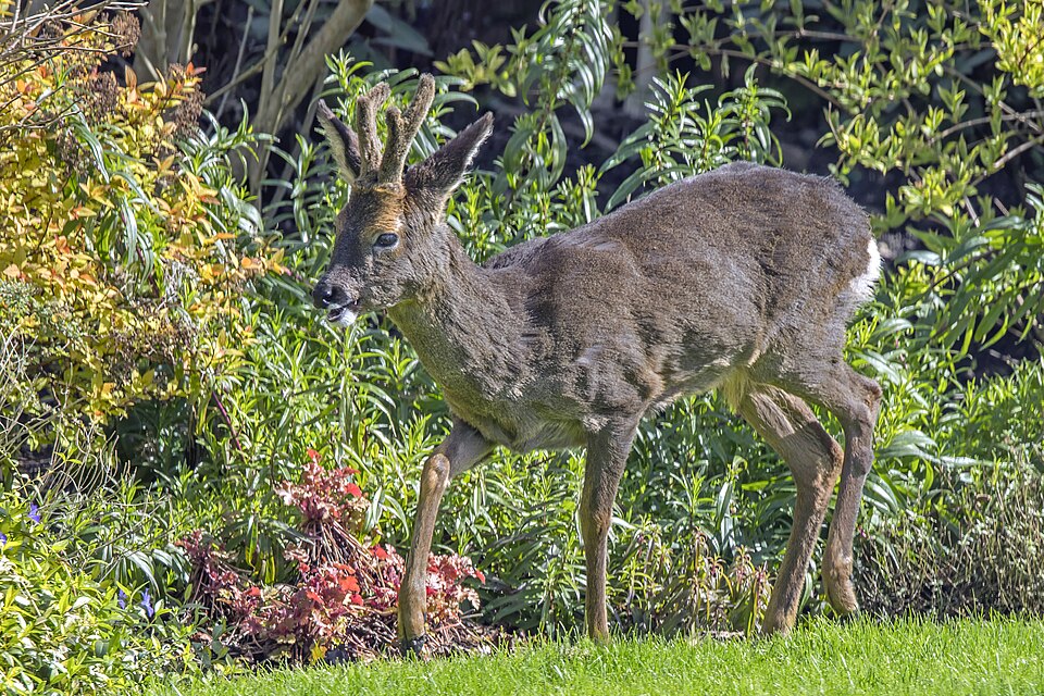 European roe deer