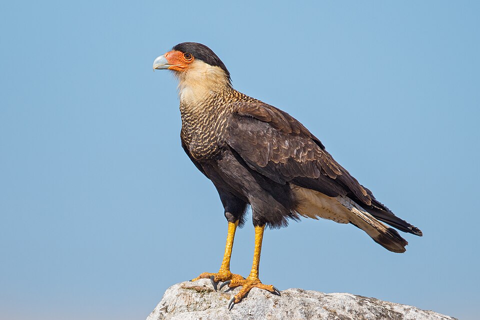 Southern Caracara