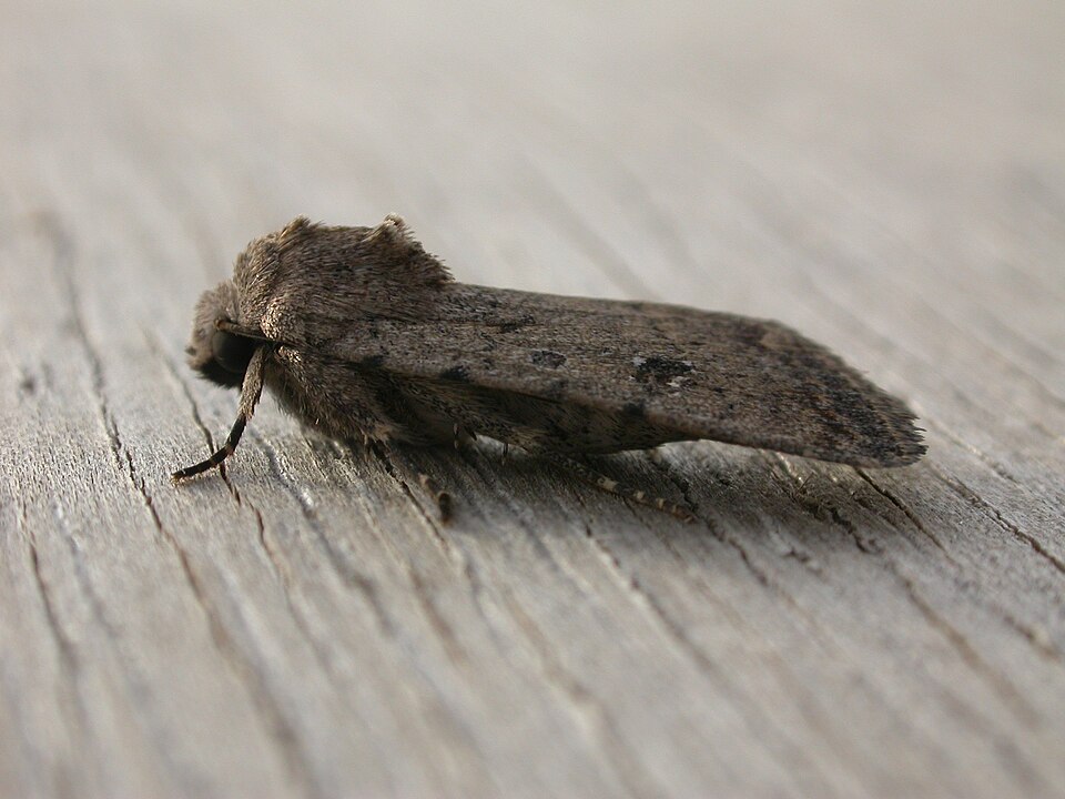 Pale Mottled Willow