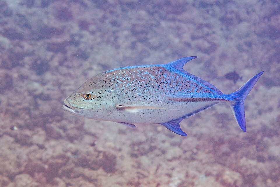 Bluefin trevally
