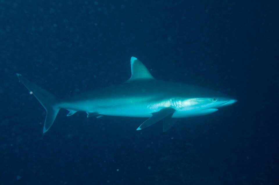 Silvertip Shark