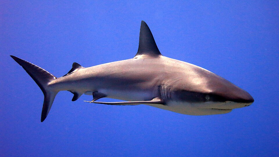 Grey Shark