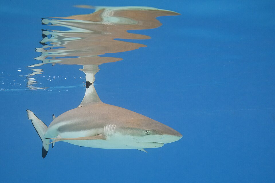 Blacktip Reef Shark