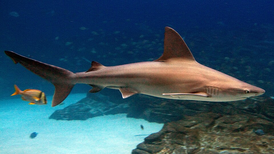 Sandbar shark