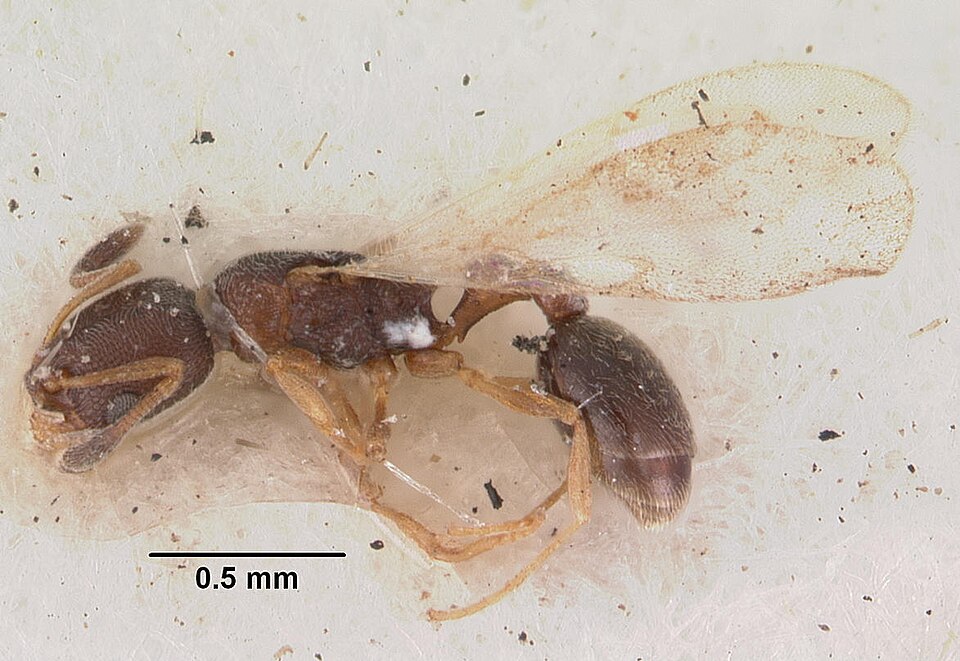 Sneaking ant