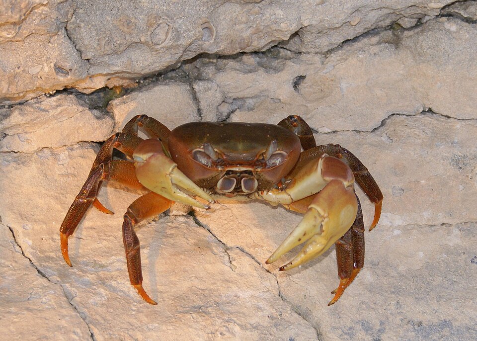 Chestnut crab