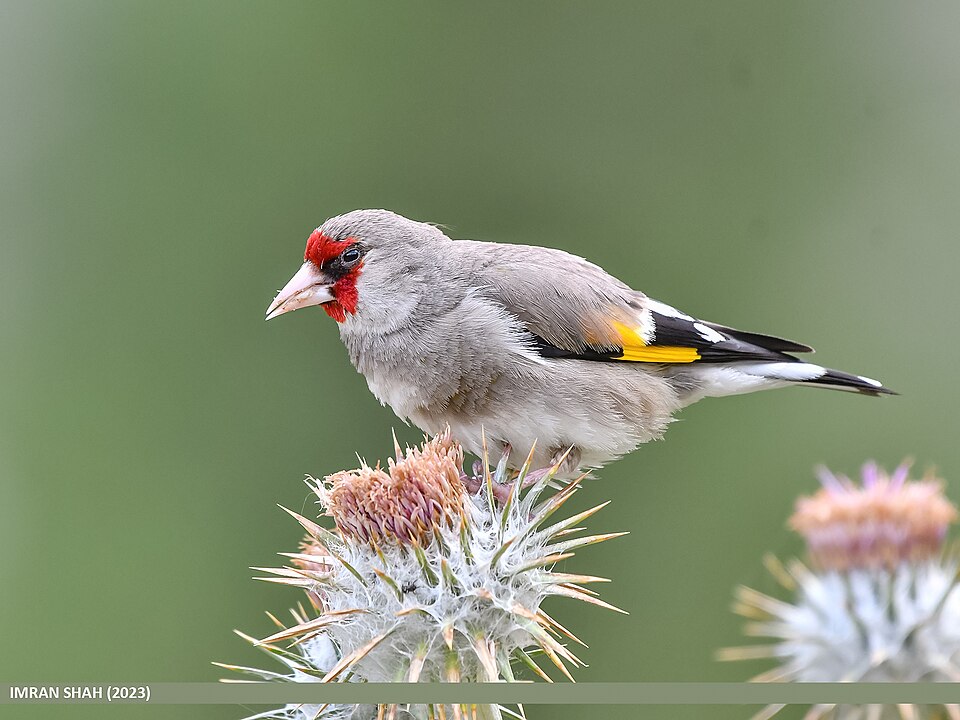 Eastern Goldfinch