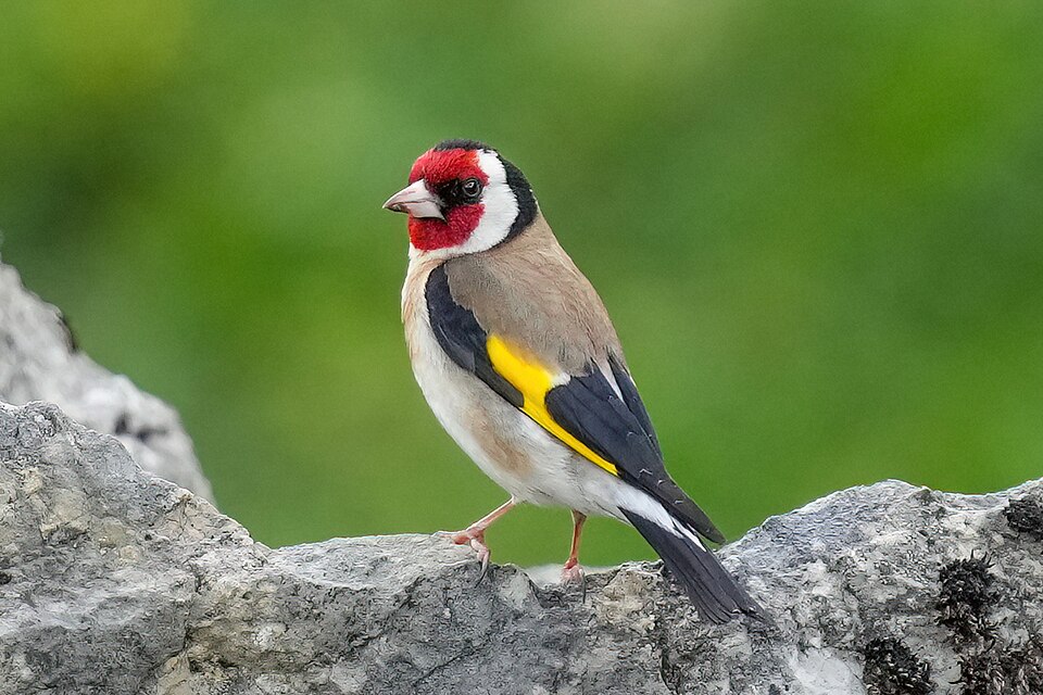 European Goldfinch