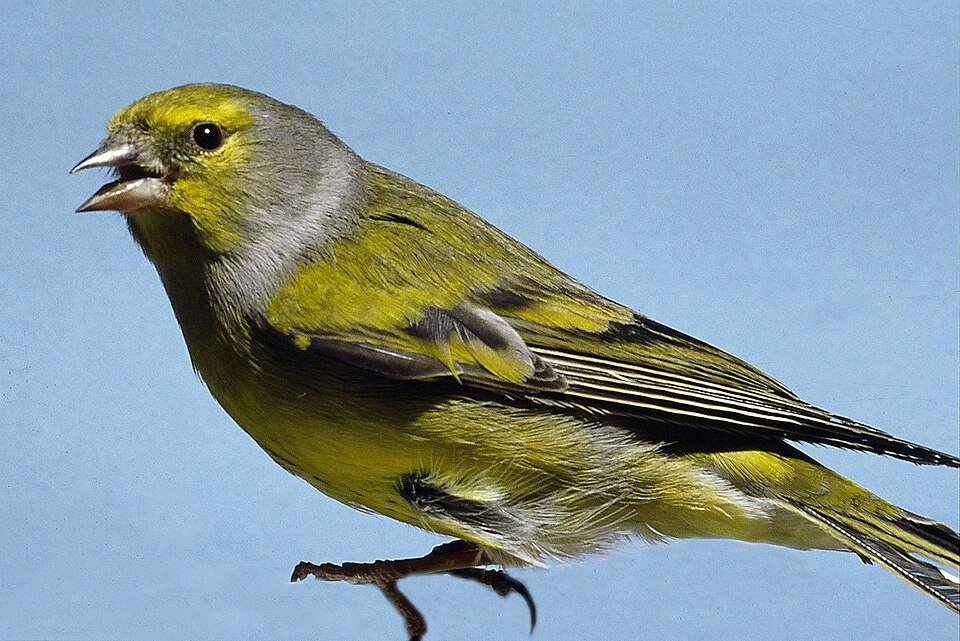 Citril Finch