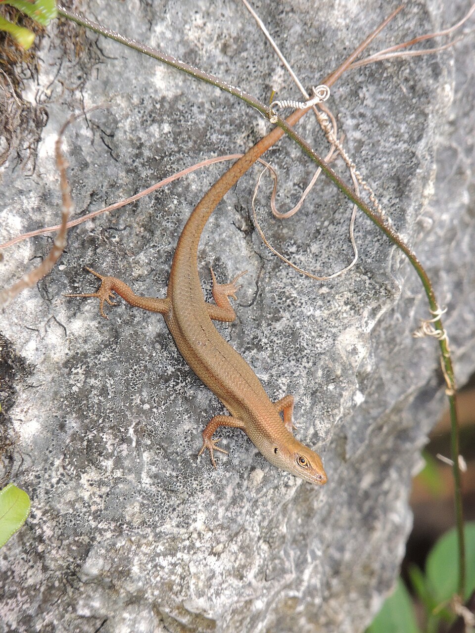 Curious Skink