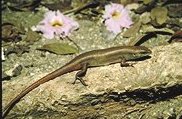 Brown Four-fingered Skink