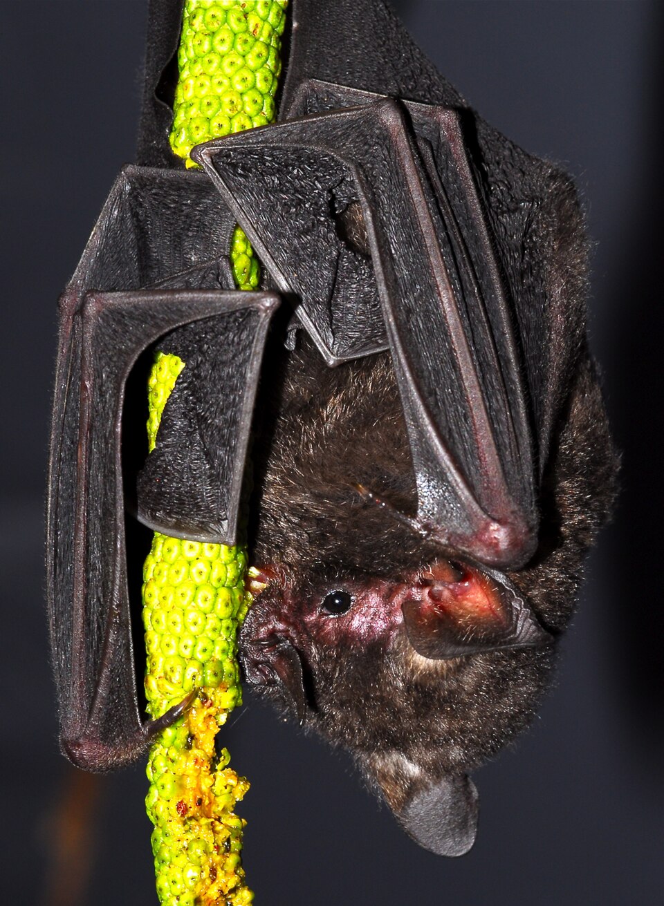Seba's Short-tailed Bat
