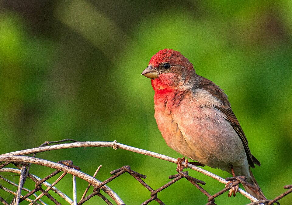 Common Rosefinch