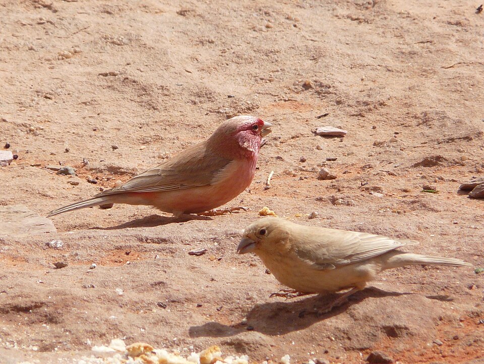 Sinai Rosefinch