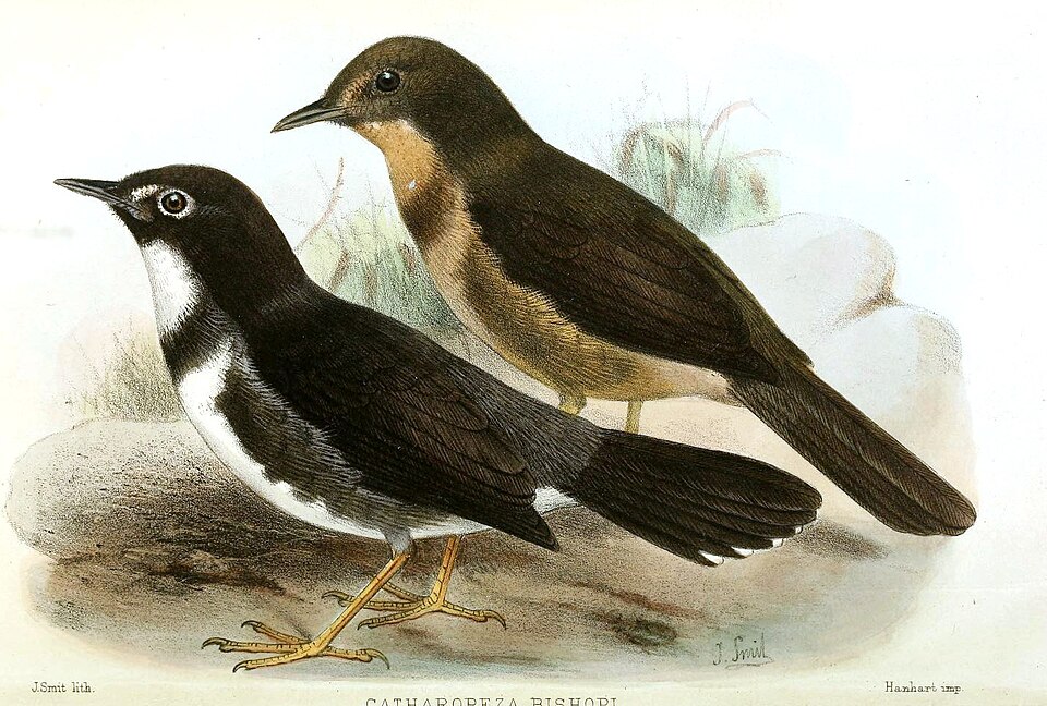 Whistling Warbler