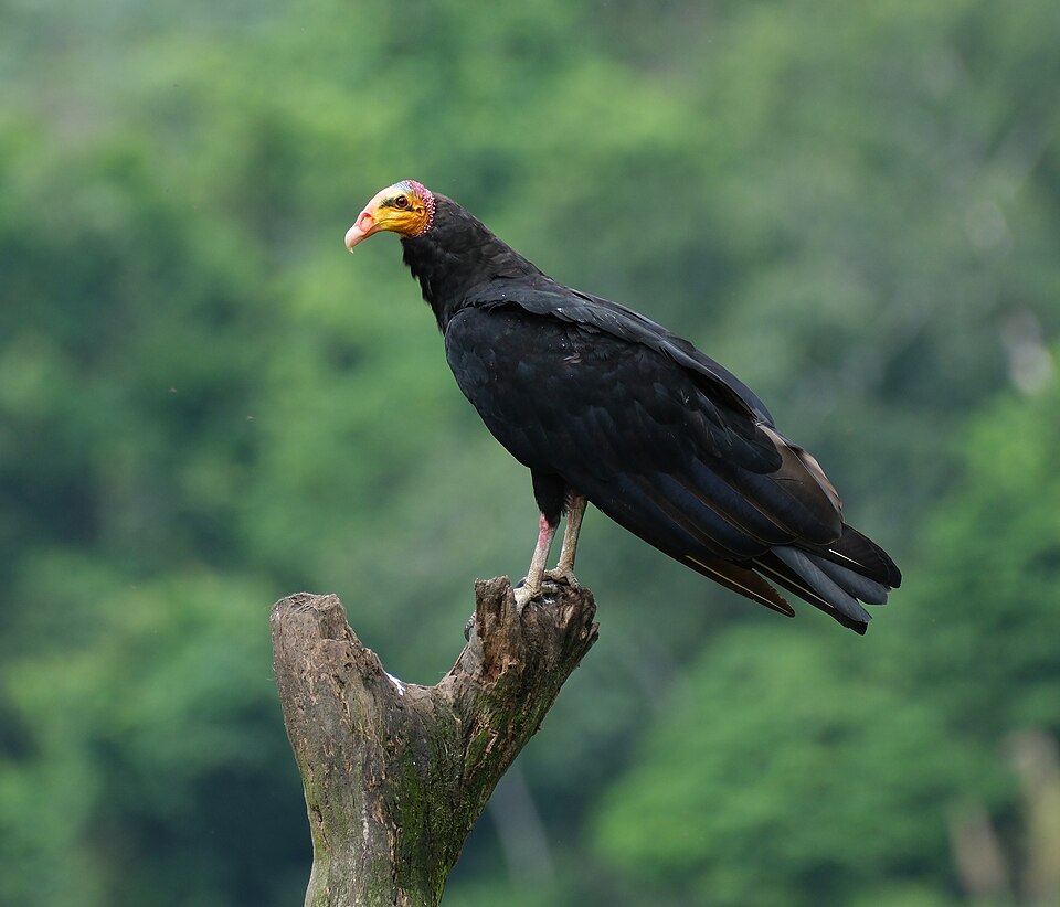 Greater Yellow-headed Vulture