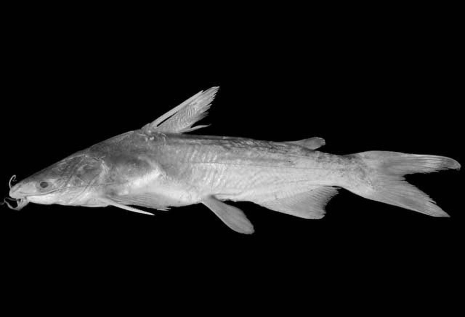 Mapale Sea Catfish