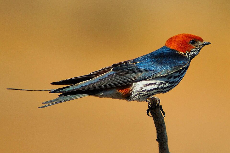 Lesser Striped-Swallow