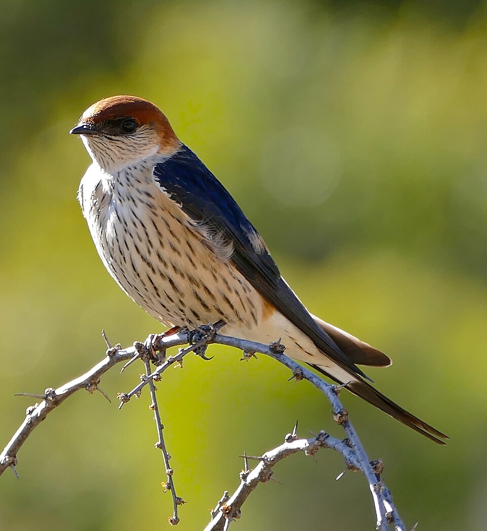 Greater Striped-Swallow