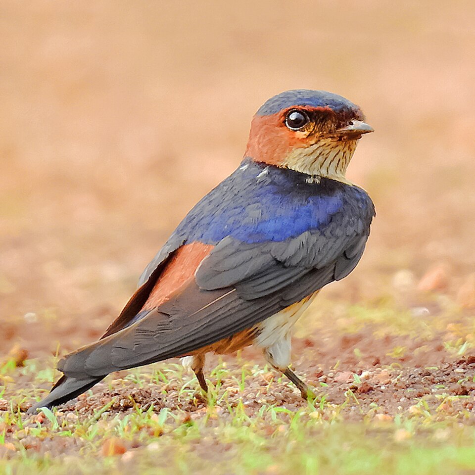 Eastern Red-rumped Swallow