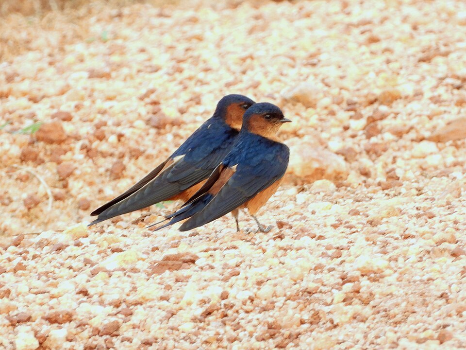 Sri Lanka Swallow