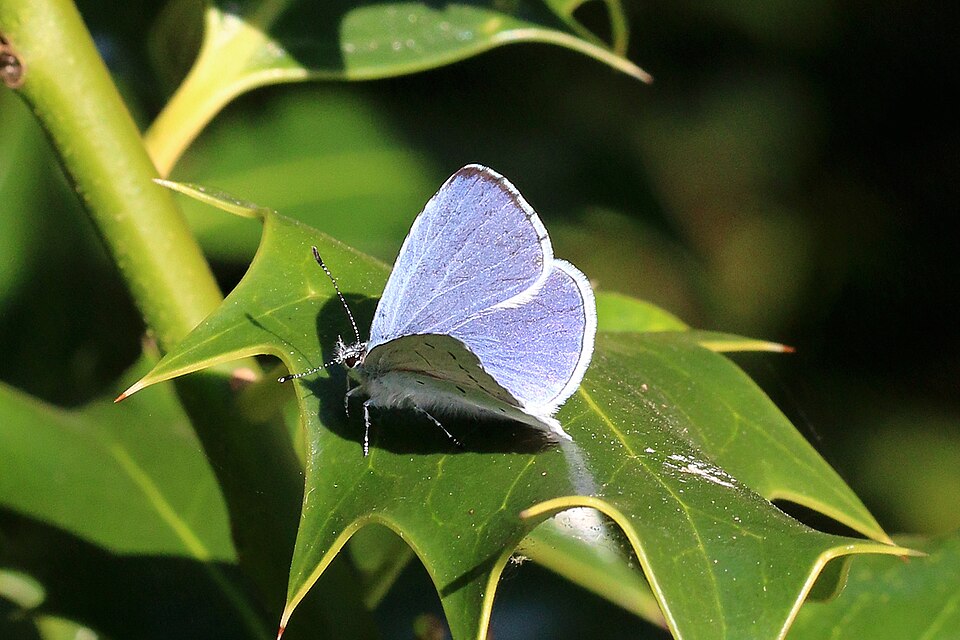 Spring Azure
