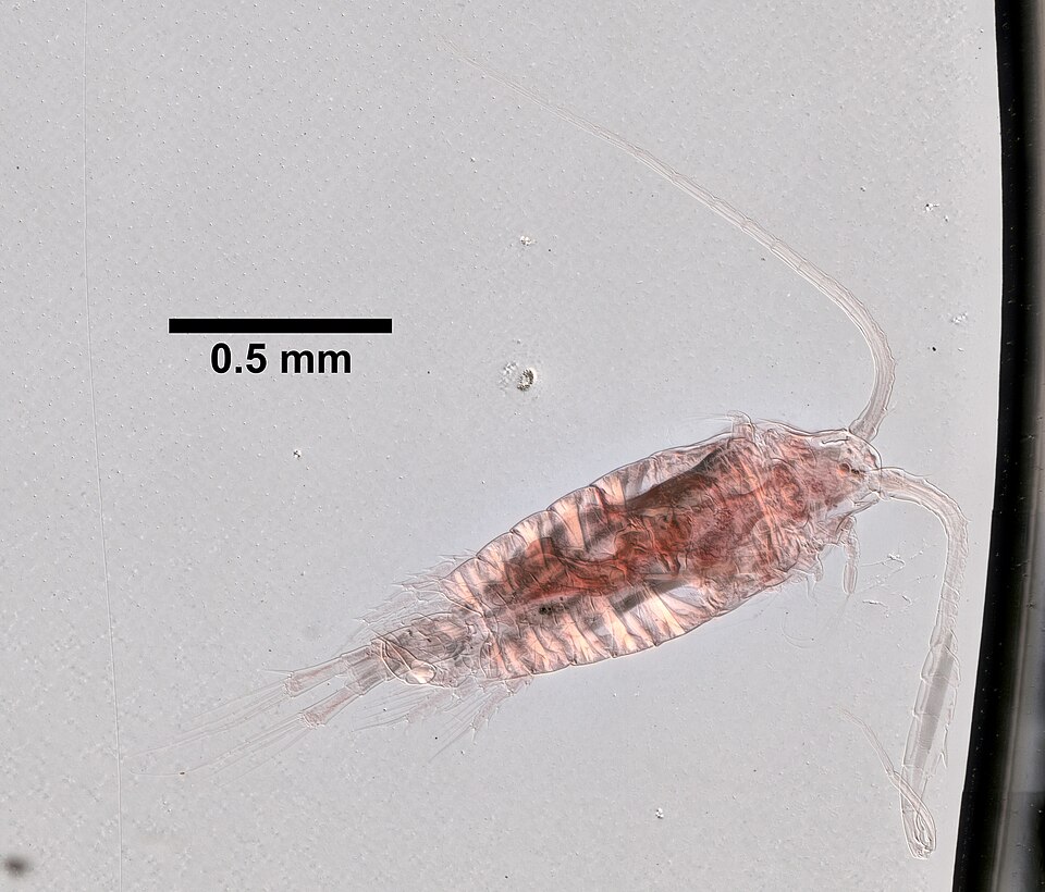 Centropages typicus