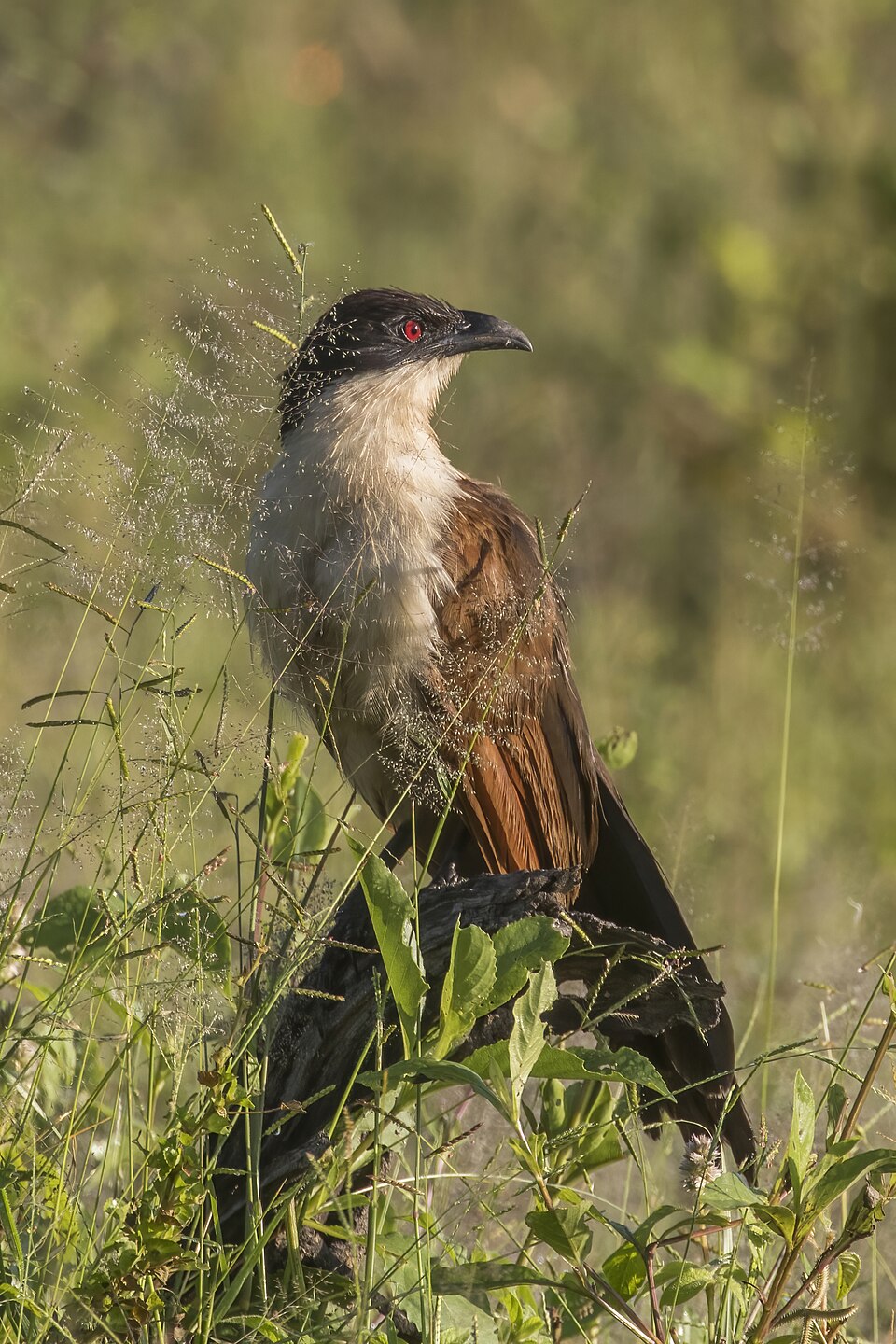 Coppery-tailed Coucal