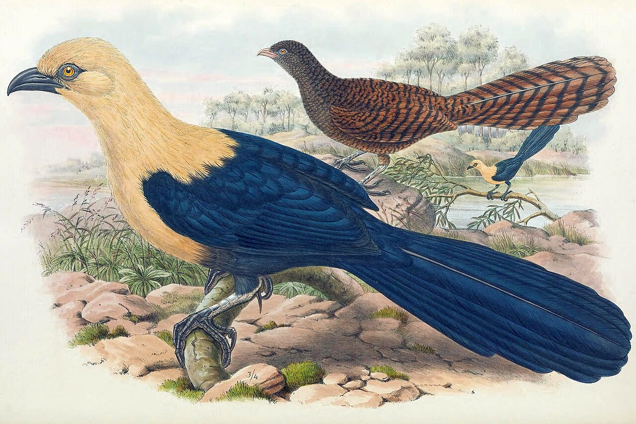 Buff-headed Coucal